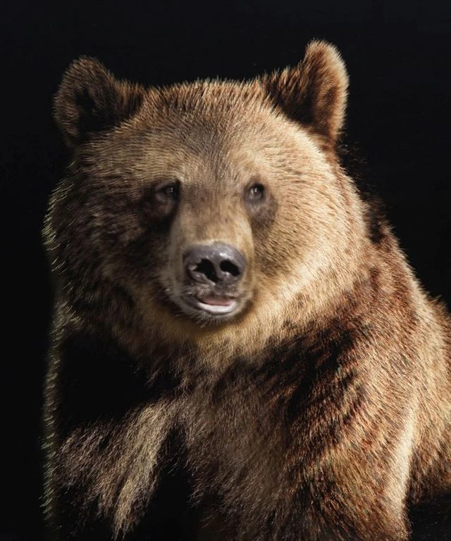 Crestview Collection Resting Brown Wall Art 4 Crestview Collection Resting Brown Wall Art - Image 2